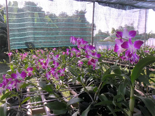 Cách trồng lan Dendrobium Ochreatum