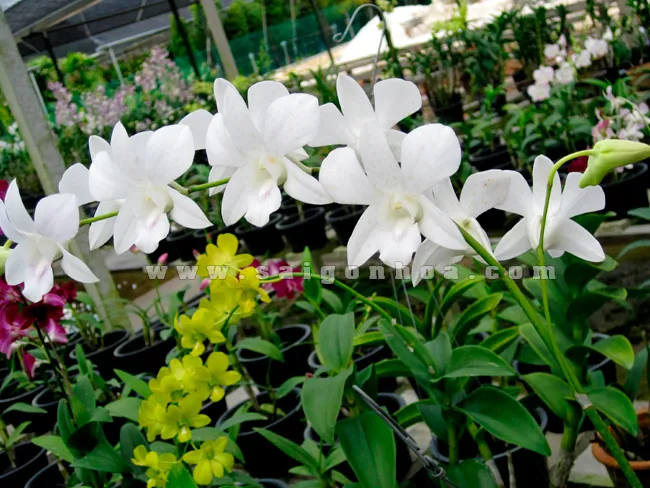 Trồng lan Dendro Sonia