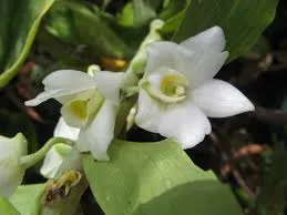 Dendrobium aqueum - Hoàng thảo trắng