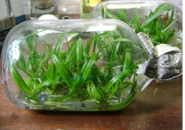 Phương pháp nhân giống lan Giả Hạc