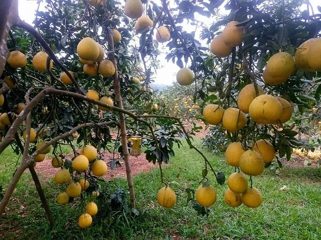 Quy trình và cách trồng bưởi Diễn cho hiệu quả lâu bền